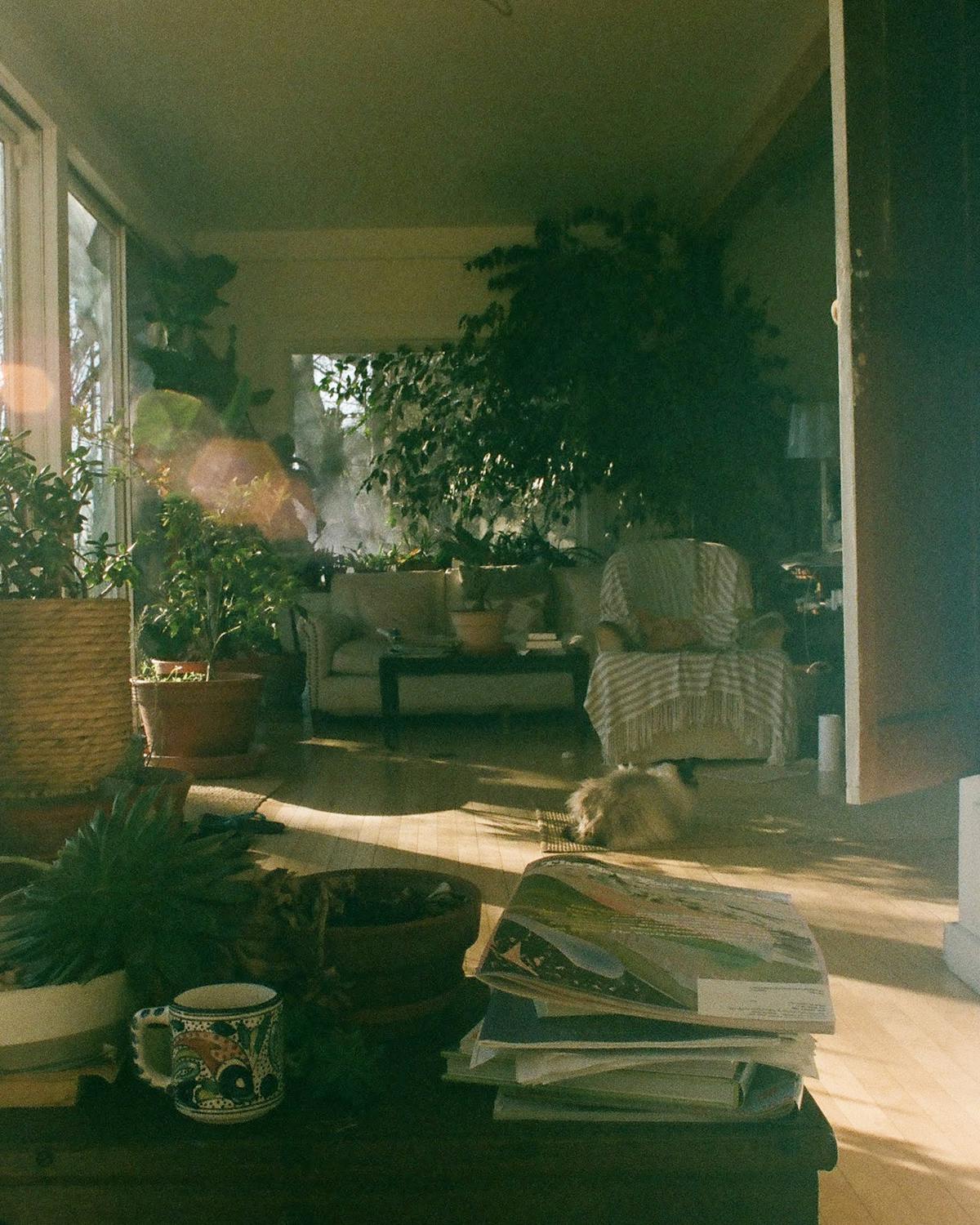 A sunlit, plant-filled living room corner