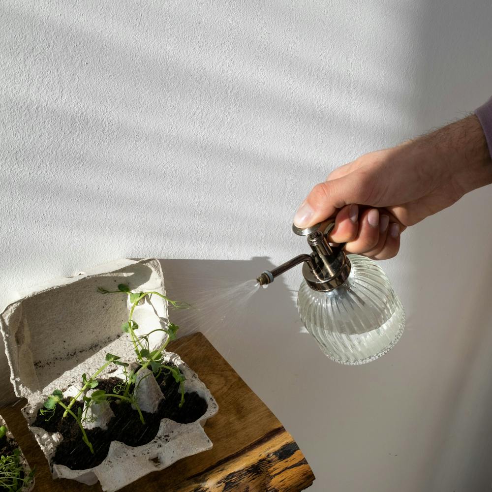 A person watering leafy houseplants by a window